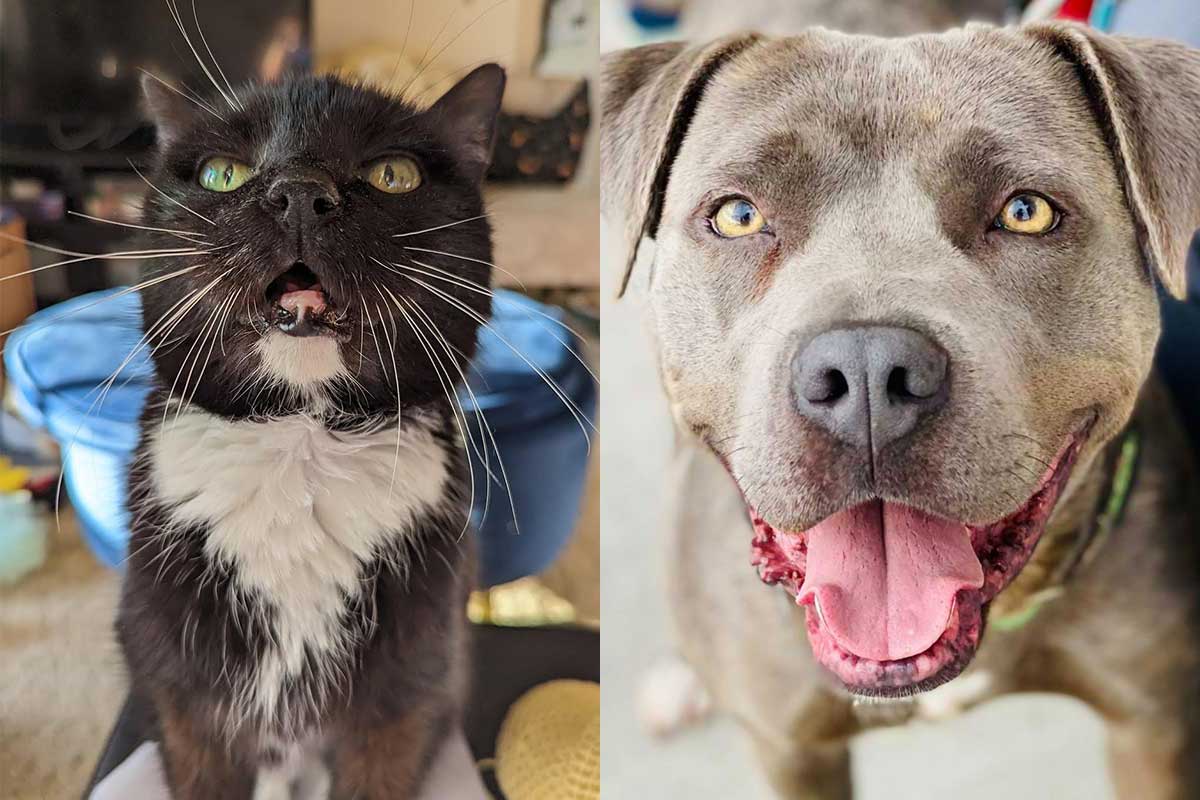 pets of the month