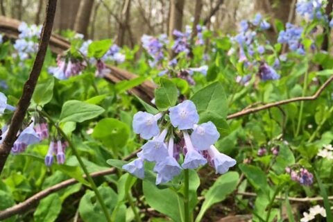 bluebells in bloom