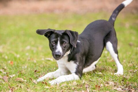 a playful black and white dog