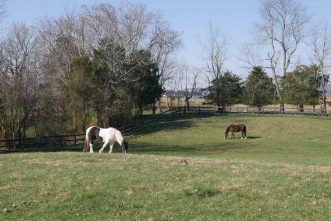 horses in field