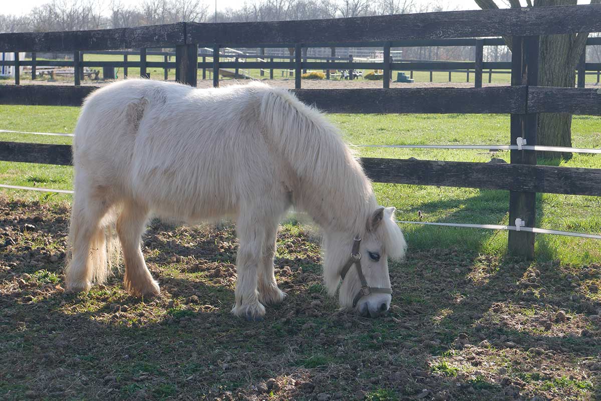 white long hair horse