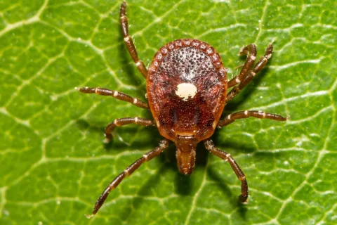 Lone Star Tick