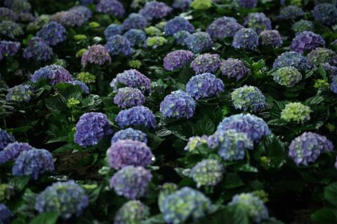 hydrangea flower field at night