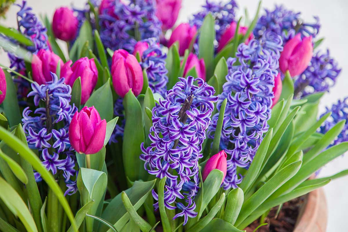 tulips and hyacinths