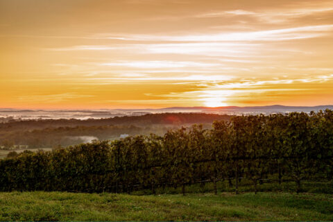 virginia wine country
