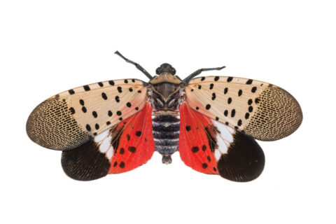 spotted lanternfly