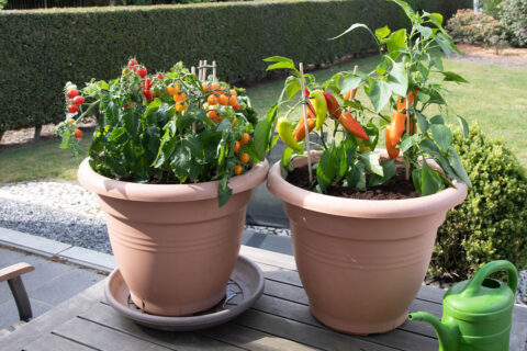 Large pots with cherry tomatoes and sweet peppers on the garden terrace, plants