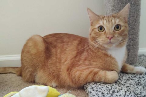 orange and white cat