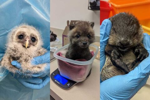 baby animals rescued by Blue Ridge Wildlife Center
