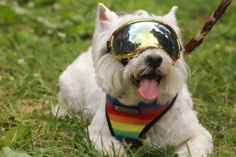 Dog at Braaddock Bark