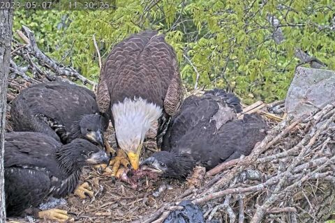 Dulles Greenway eaglets