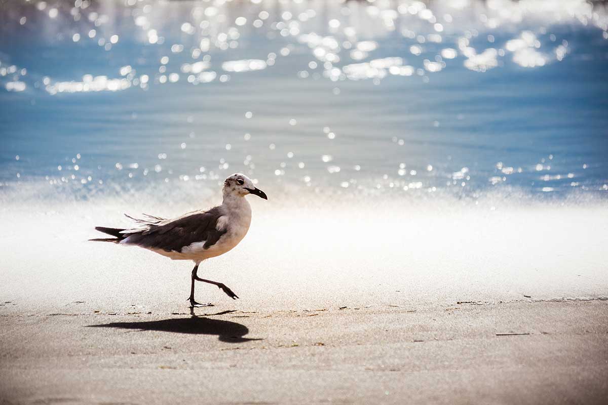 seagull at Virginia Beach