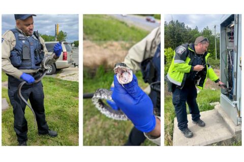 snake causes power outage