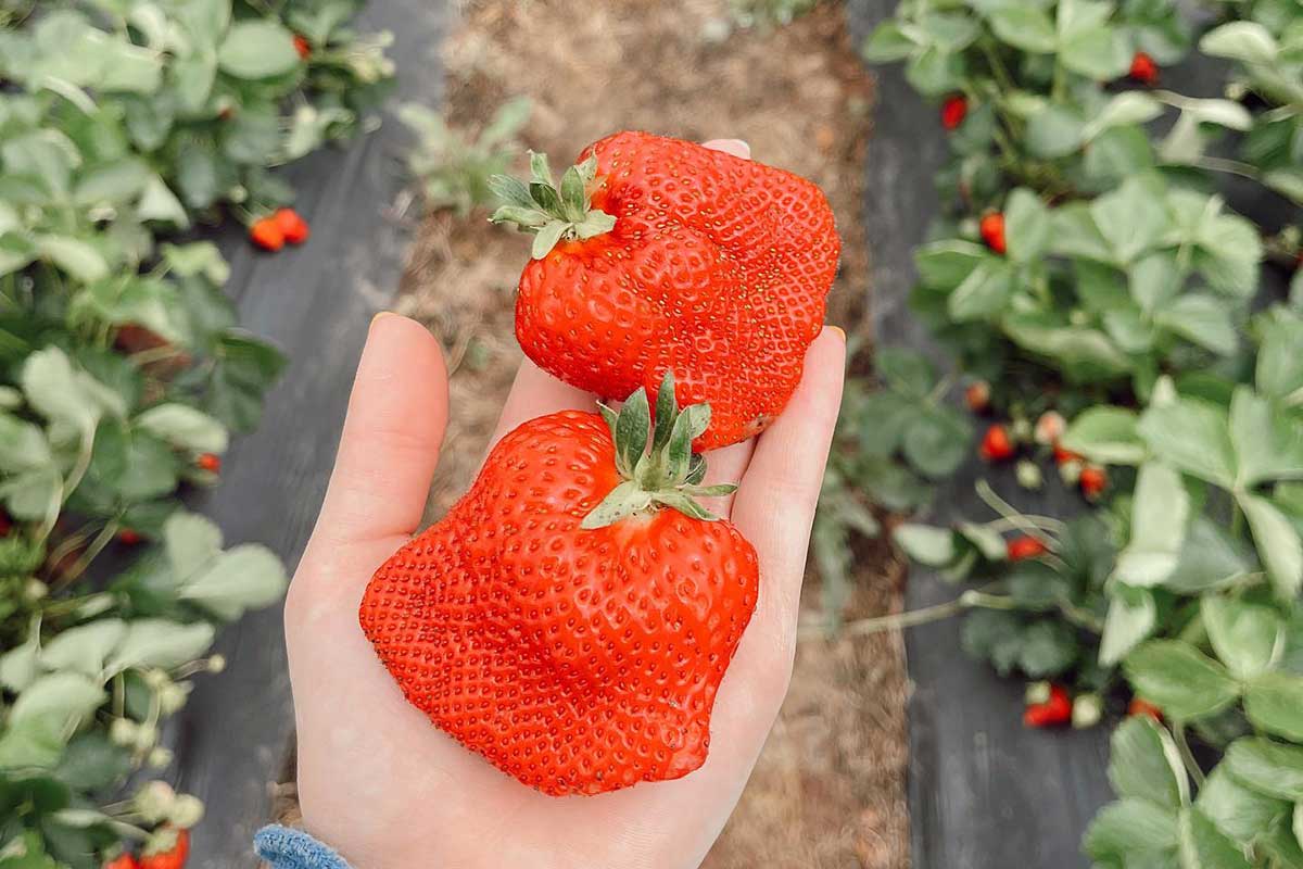 strawberry picking in Virginia