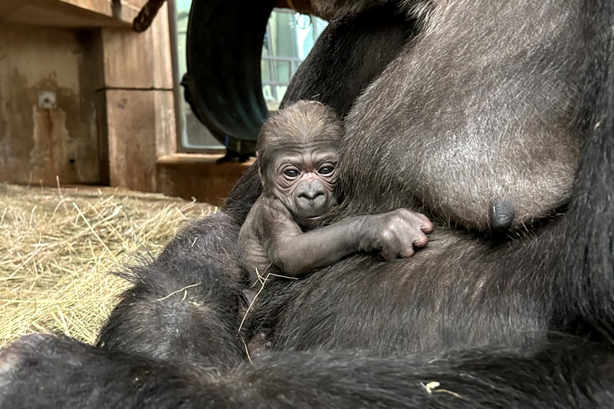 A newborn gorilla cradled by mother Calaya, a 20-year-old female western lowland gorilla. The baby was born May 27. (Photo courtesy Becky Malinsky/Smithsonian’s National Zoo and Conservation Biology Institute)