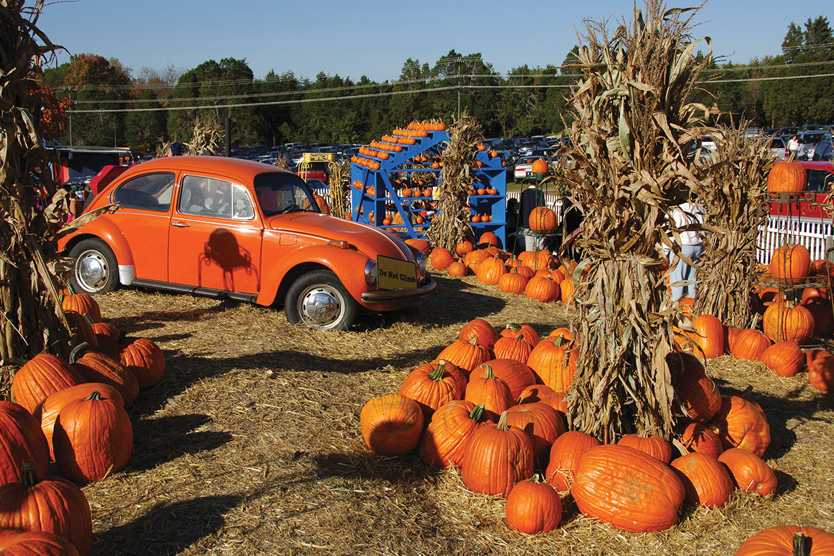 Pumpkin patch and vintage car at Cox Farms
