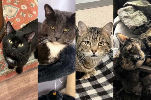 four cats