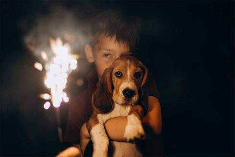 boy holding dog during fireworks