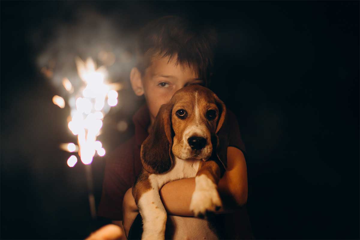 boy holding dog during fireworks