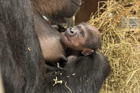 baby gorilla Zahra at the National Zoo