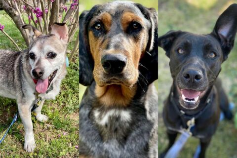 jasper, river, and skippy - dogs up for adoption
