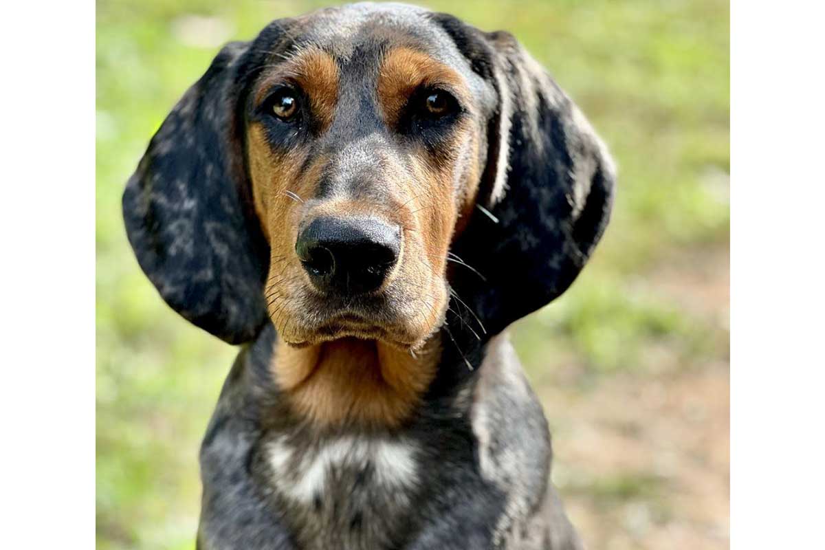 river the coonhound