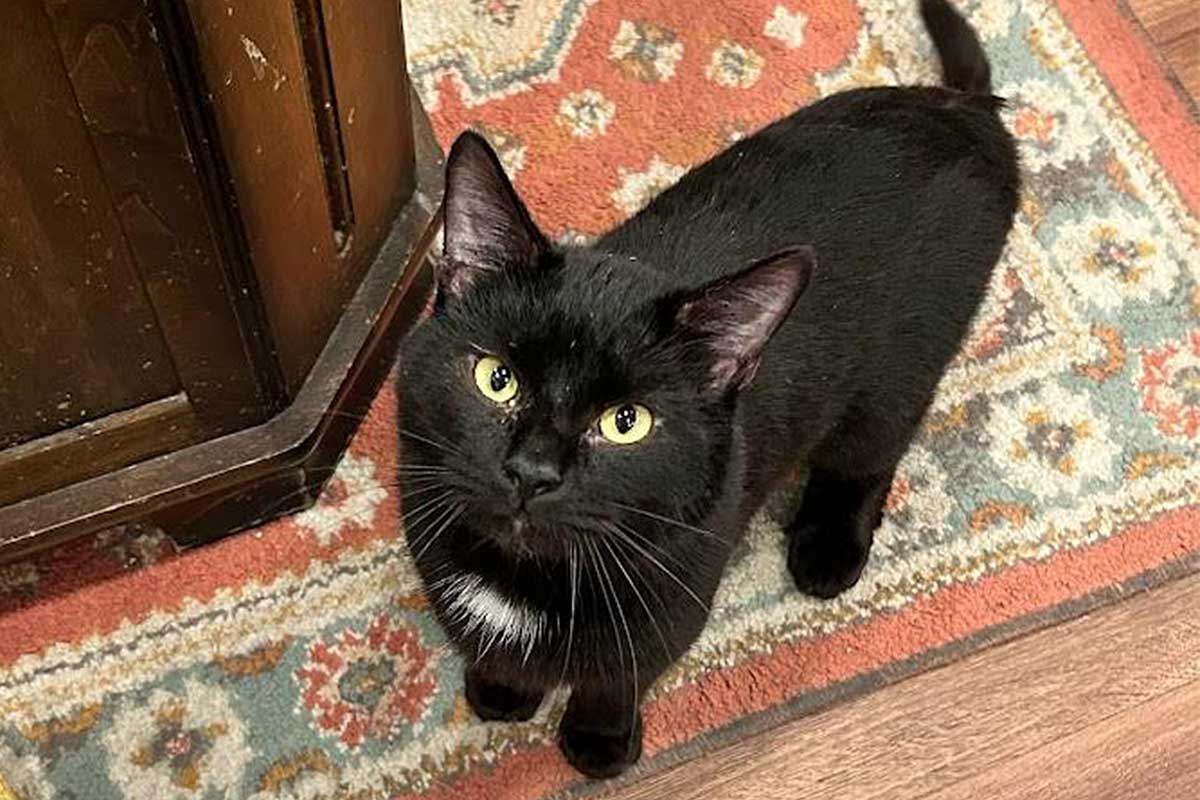 black cat