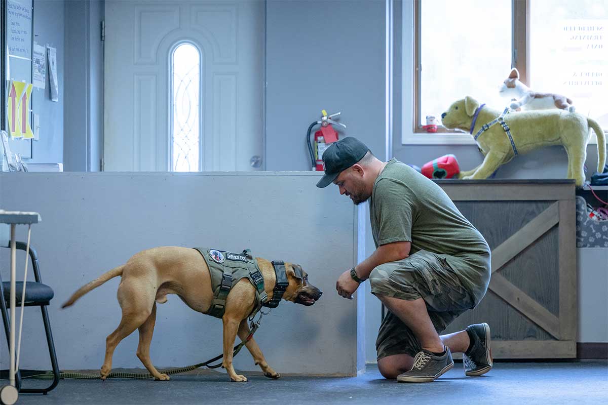 service dog with veteran
