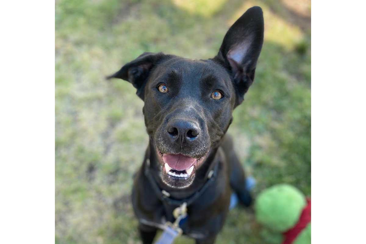 skippy the dog