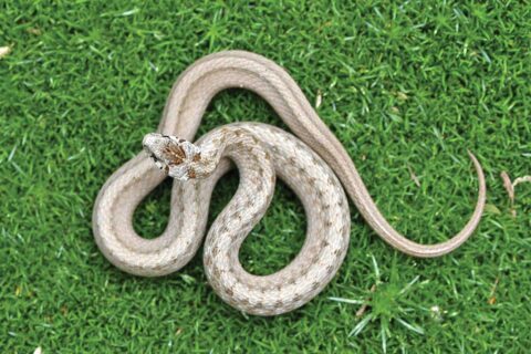 dekay's brownsnake
