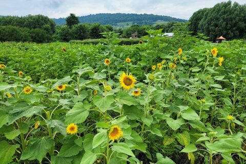 sunflowers at Great Country Farms