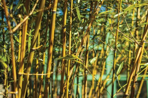 Bamboo