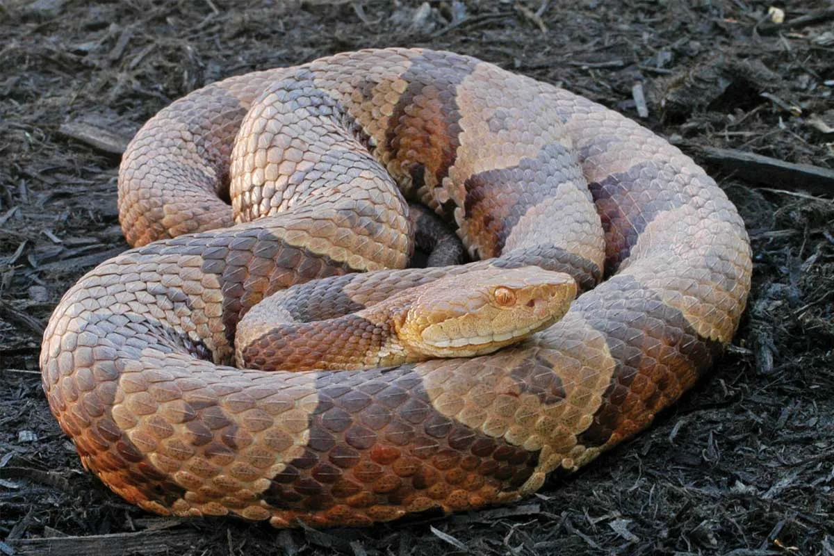 eastern copperhead