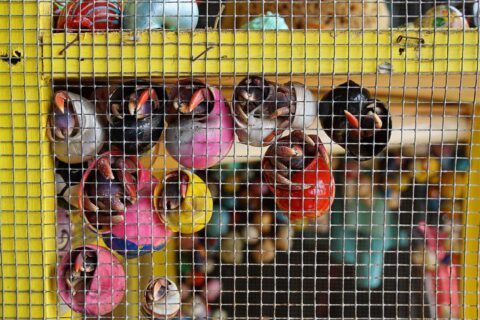 hermit crabs in cage