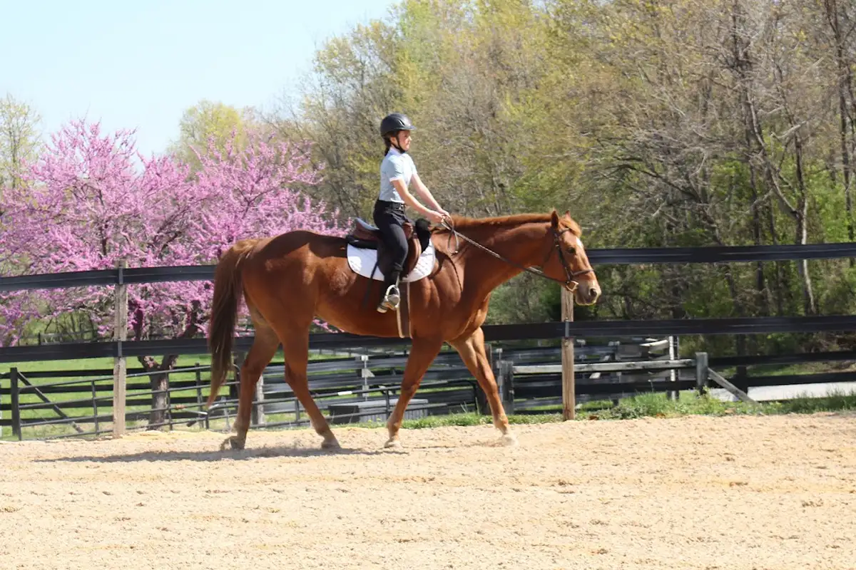 a girl rides a horse in the ring in Twin Oaks Farm