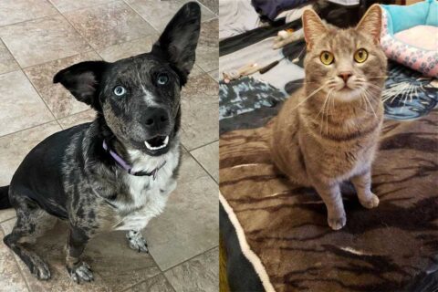 black and white dog and multi-colored cat with yellow eyes