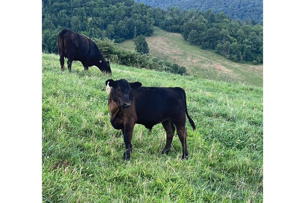 wagyu cattle