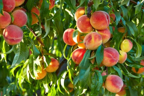 peach tree