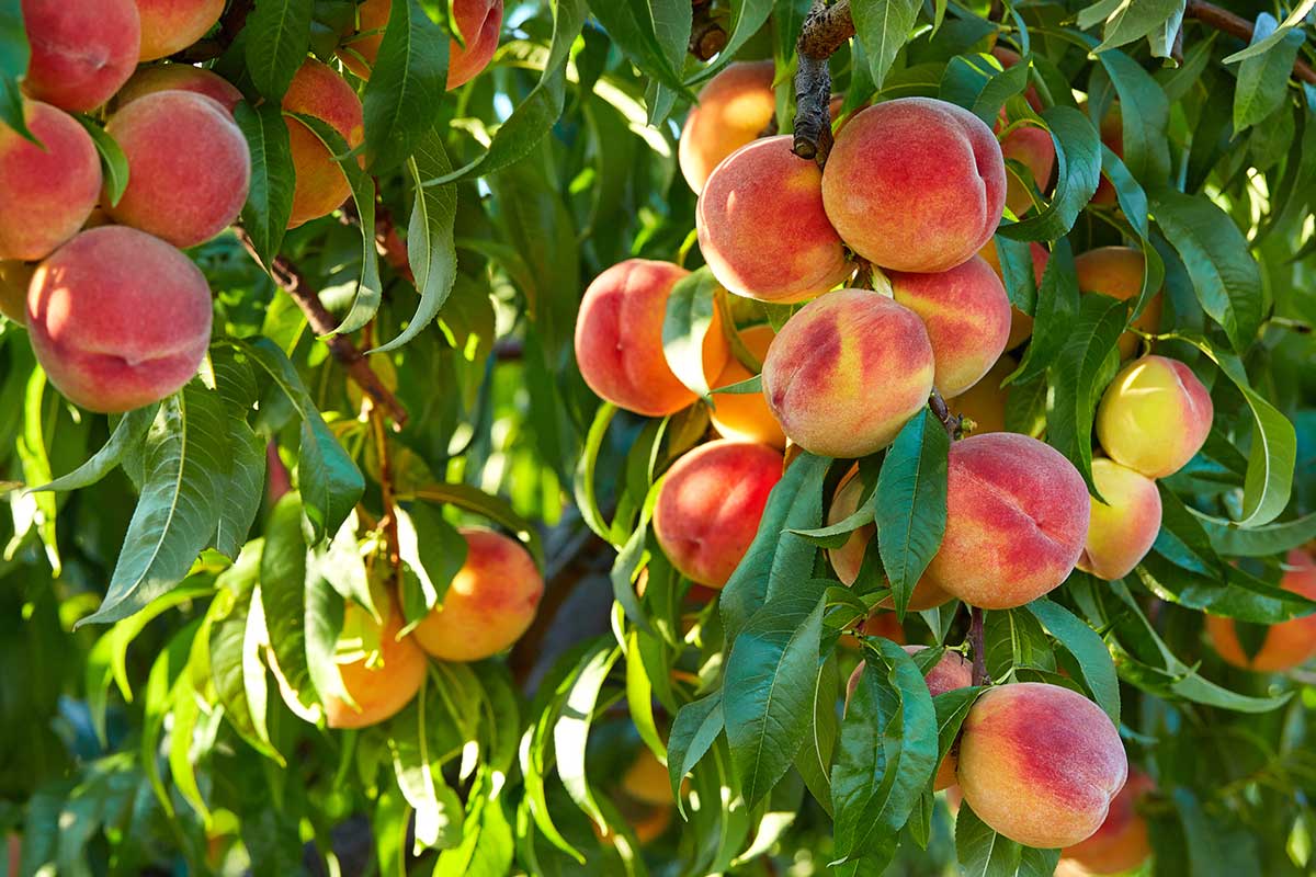 peach tree