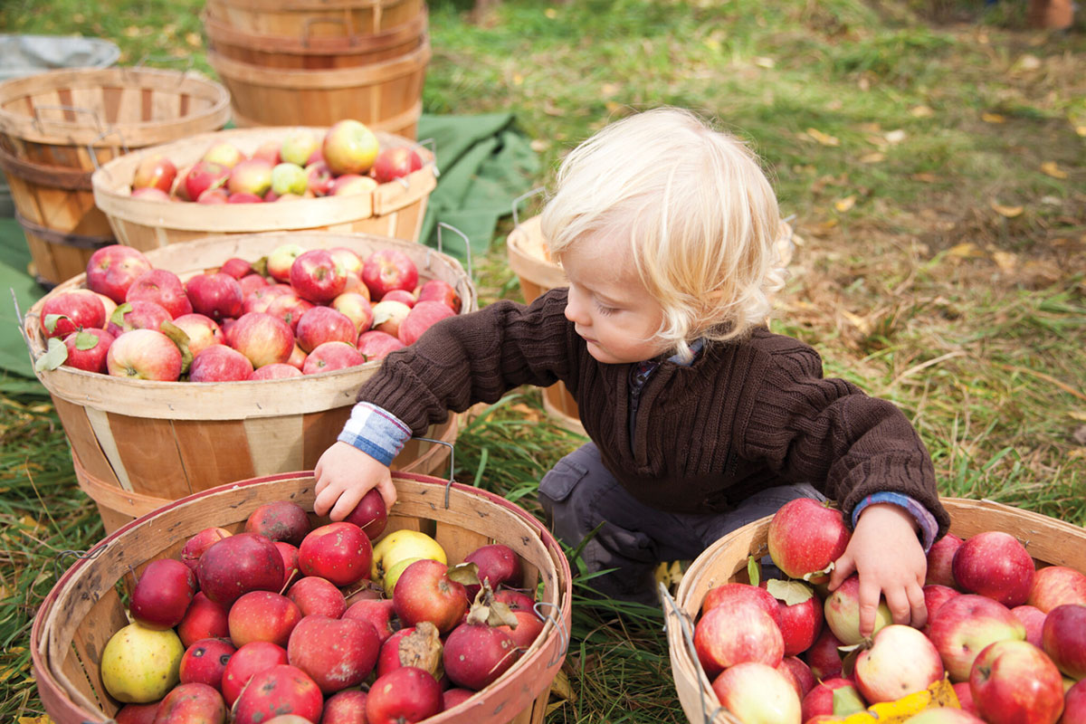 Boy with baskets of apples at Graves Mountain Apple Harvest Festival