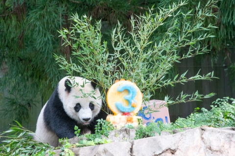 Xiao Qi Ji with his frozen fruit birthday cake