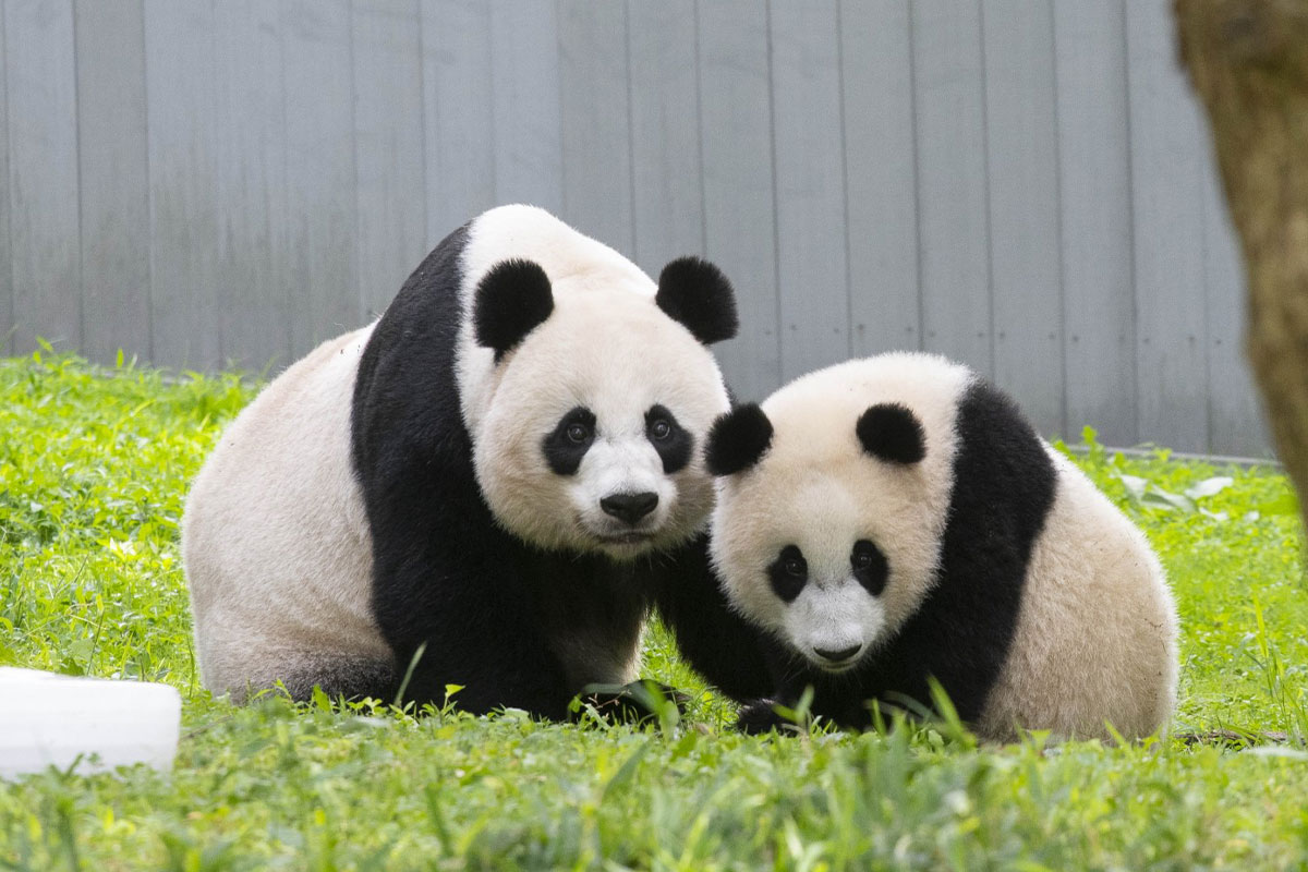  Giant pandas Mei Xiang (left) and her cub Xiao Qi Ji 