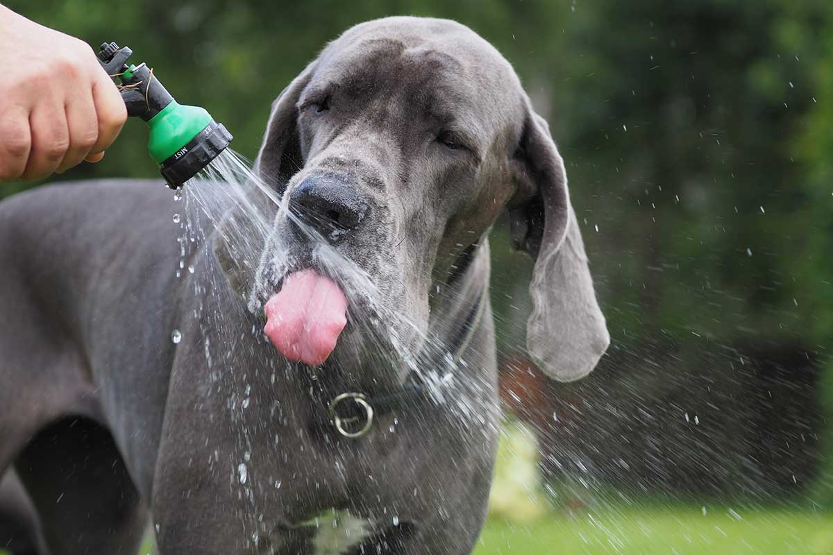dog drinking from hose