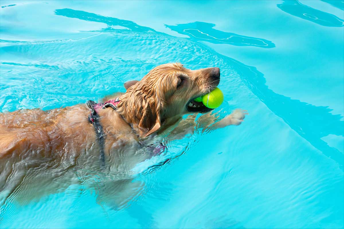 dog swimming with tennis ball