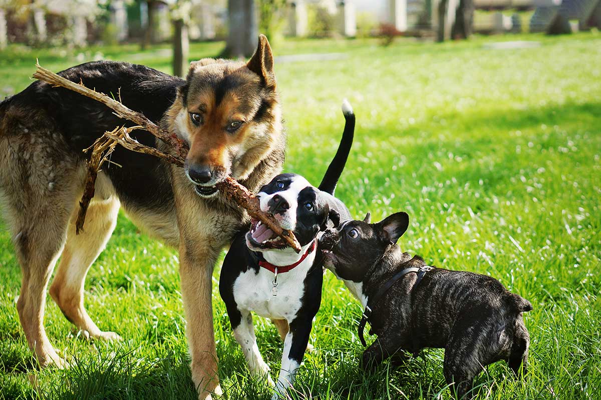 three dogs playing with a stick in a park