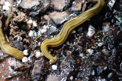 hammerhead worm