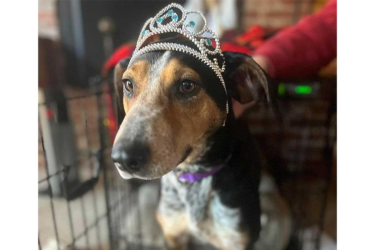 coonhound mix with tiara on head
