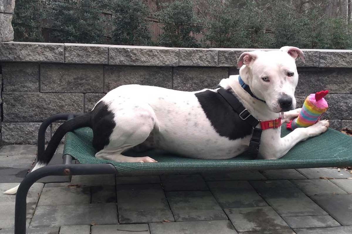 white dog with big black spots laying on cot
