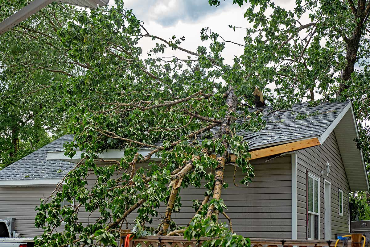 tree on house storm damage