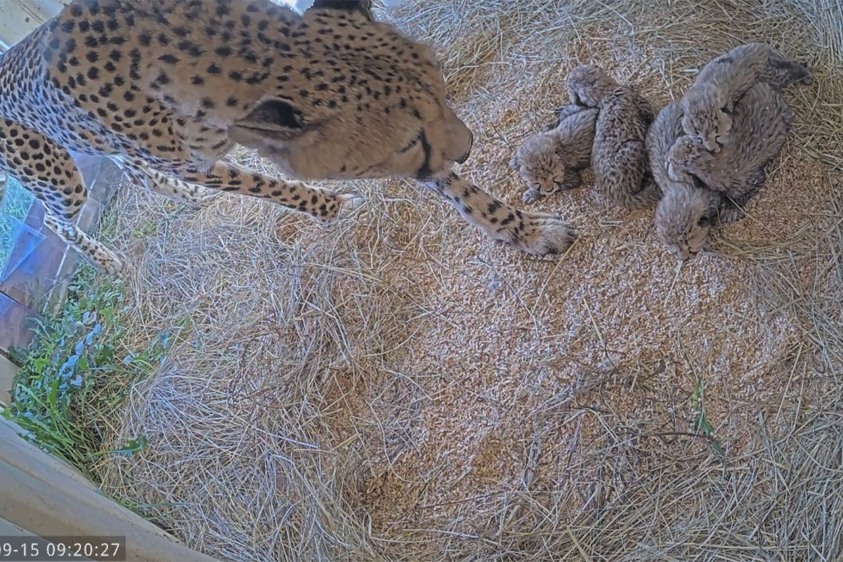 Cheetah and her five young cubs